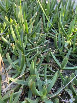 Image of Carpobrotus N. E. Br.