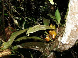 Image of Bifrenaria tetragona (Lindl.) Schltr.