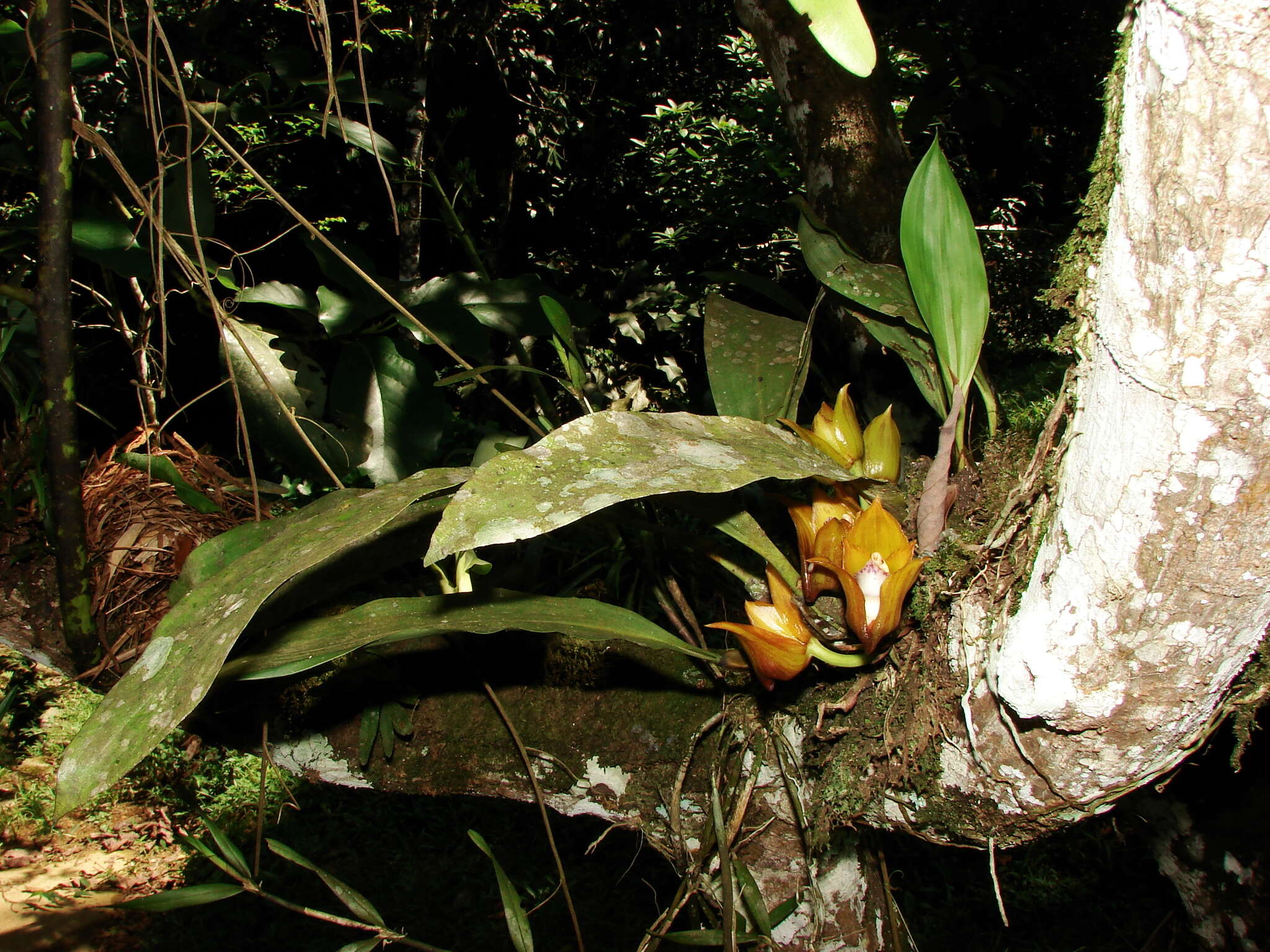 Image of Bifrenaria tetragona (Lindl.) Schltr.