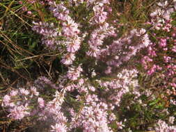 Image of Erica uberiflora E. G. H. Oliver