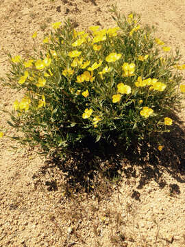 Image of tree poppy