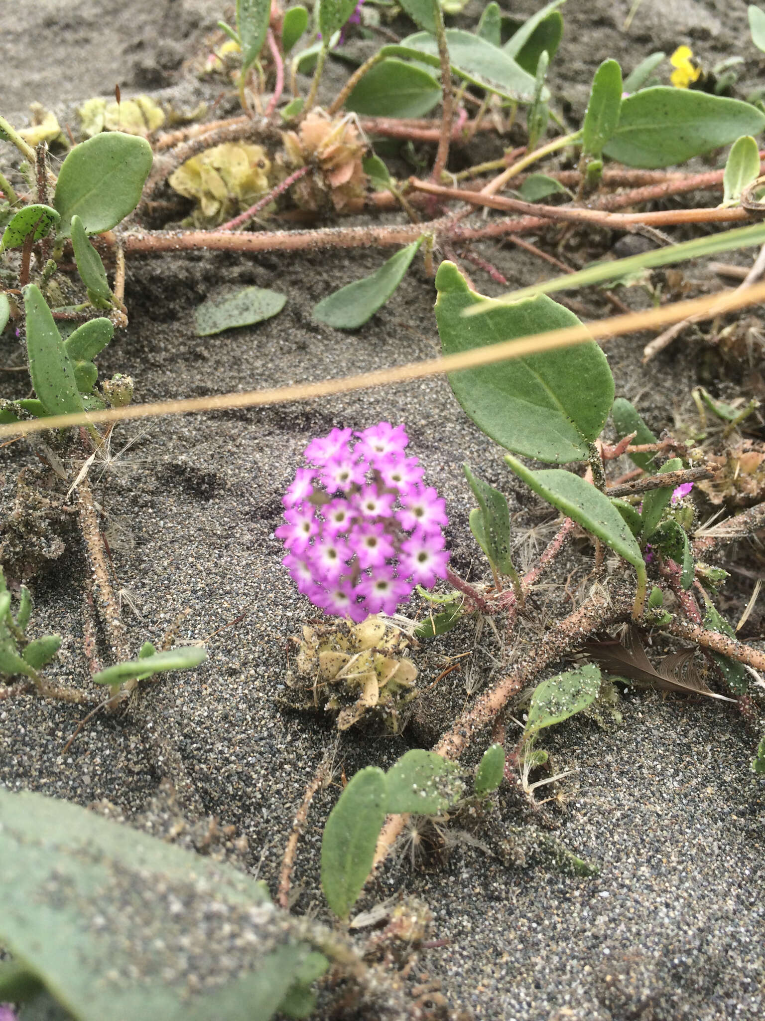 Image of pink sand verbena