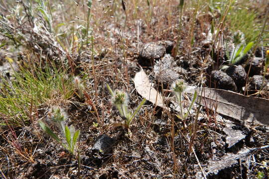 Image of Plantago bellardii All.