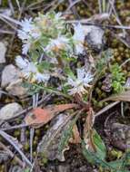 Image of rampion mignonette