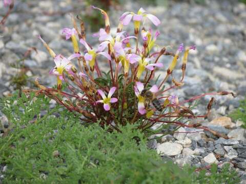 Imagem de Oxalis leptogramma Salter