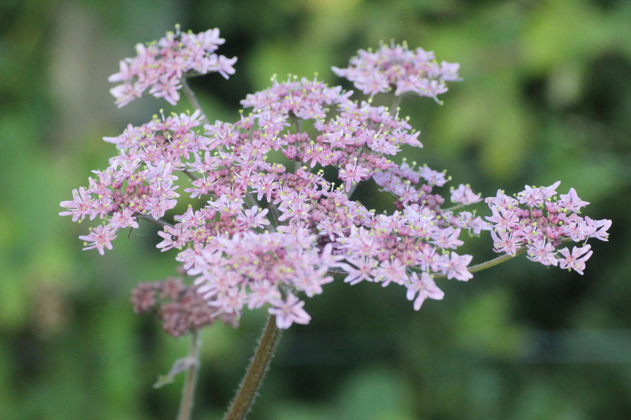 صورة Heracleum sphondylium subsp. sphondylium