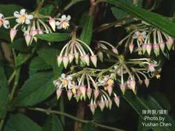 Imagem de Ardisia crispa (Thunb.) A. DC.