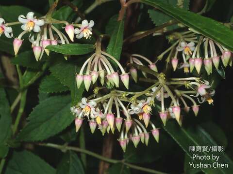 صورة Ardisia crispa (Thunb.) A. DC.