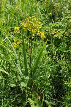 Image of Ligularia thomsonii (C. B. Cl.) Pojark.