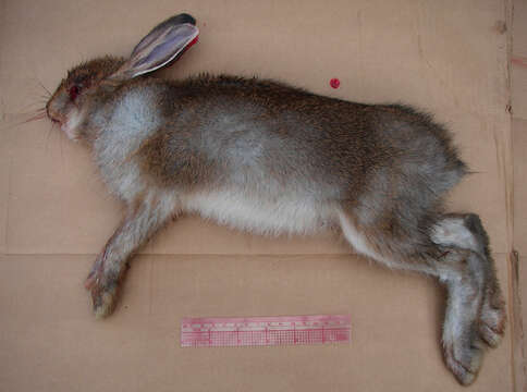 Image of Lepus americanus tahoensis Orr 1933