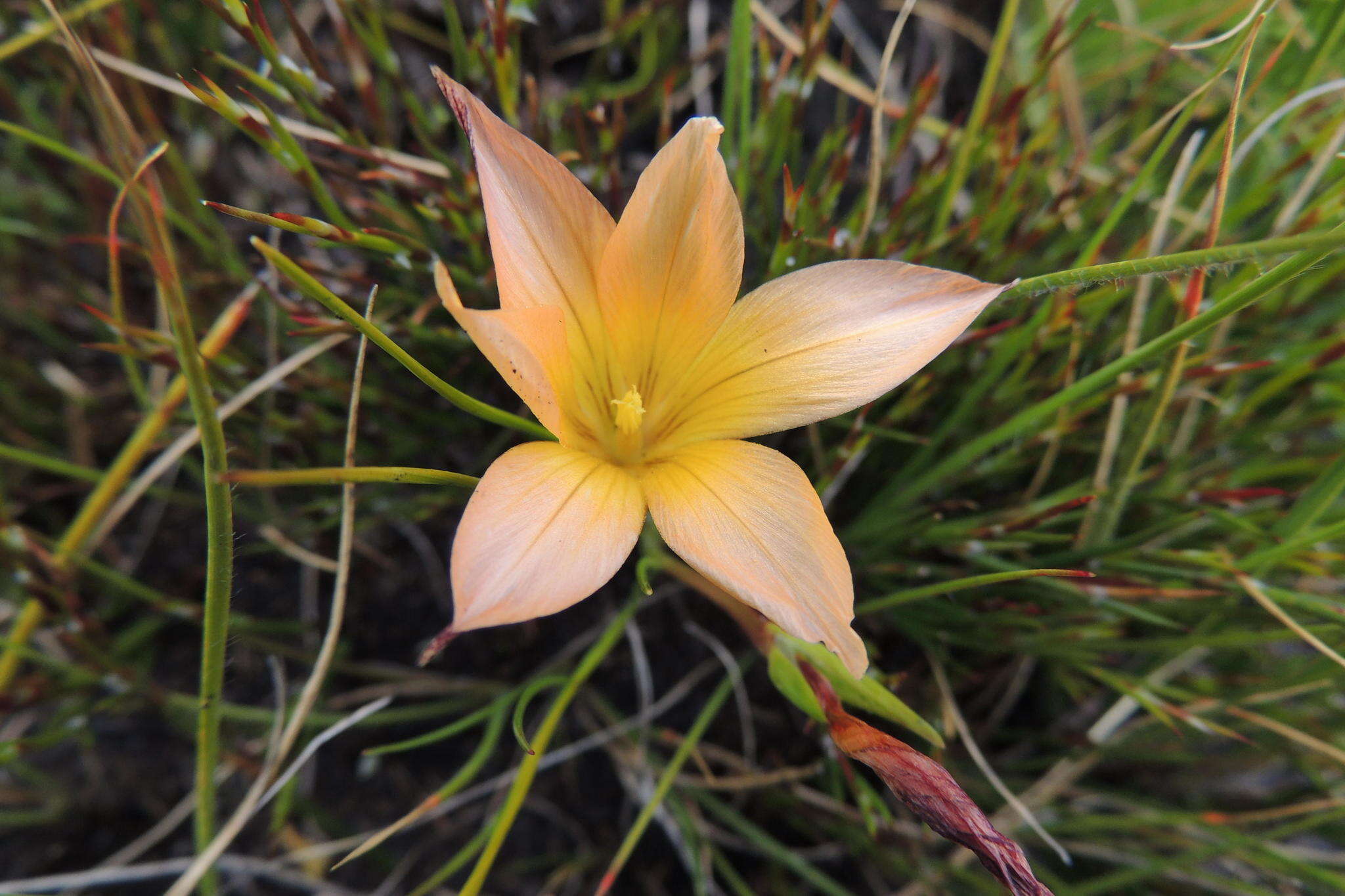 Image of Romulea setifolia var. setifolia