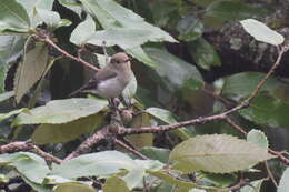 Image of Ultramarine Flycatcher