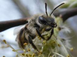 Image of Trout-lily Andrena