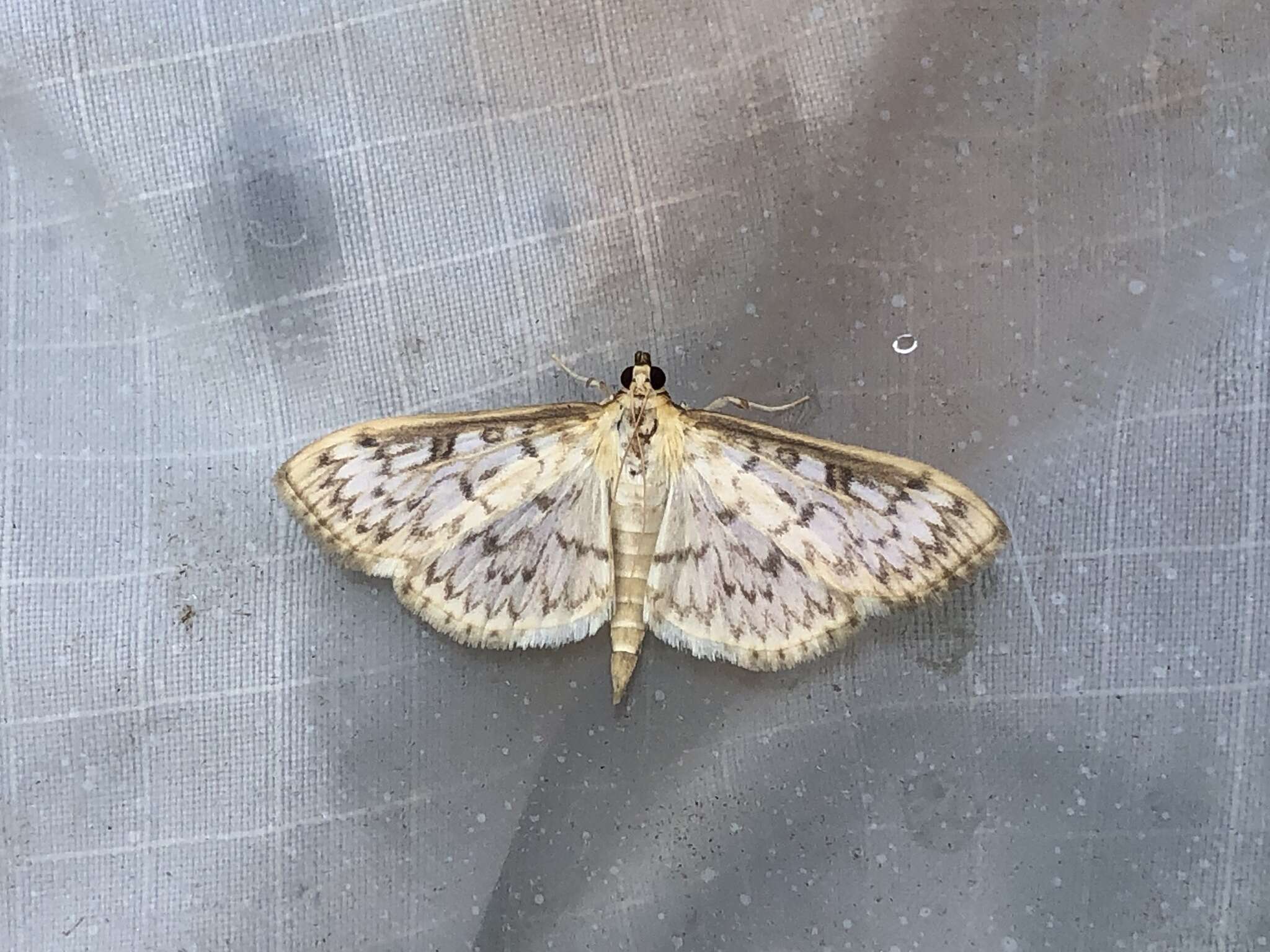 Image of Herpetogramma aquilonalis