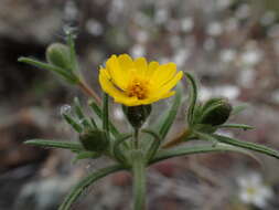 Image of tarweed