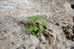 Image of Parietaria lusitanica subsp. chersonensis (Láng & Szov.) Chrtek