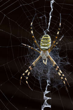 Image of Barbary Spider