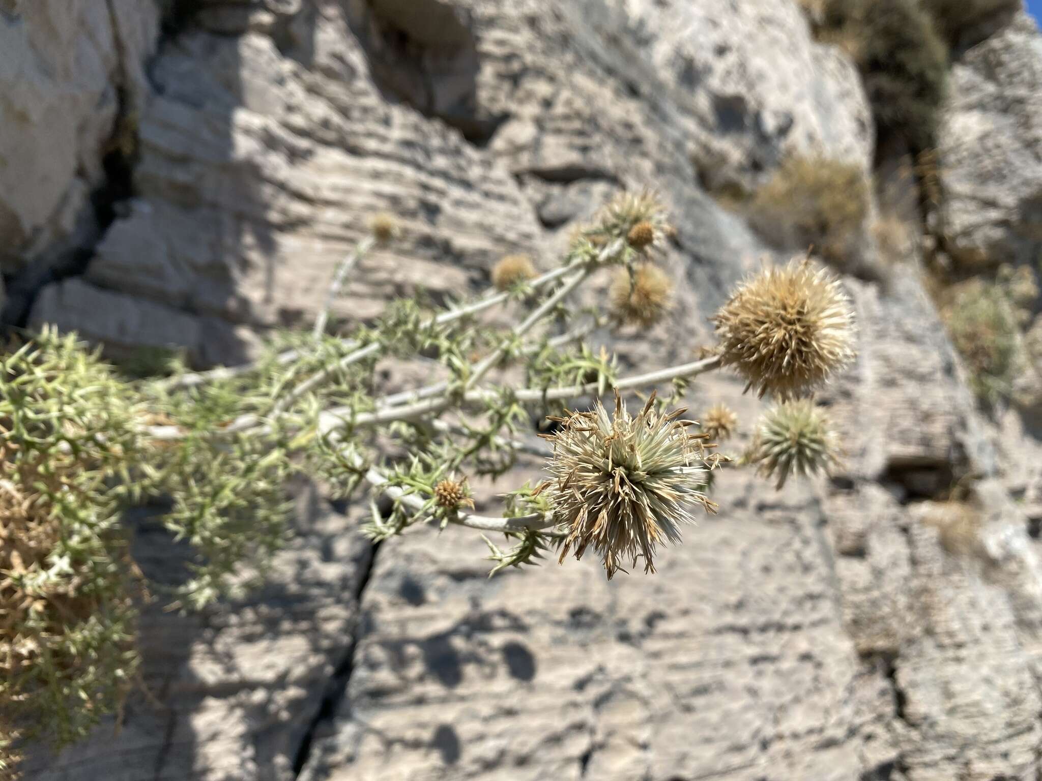 Image of Echinops ritro subsp. ritro