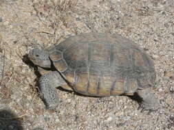 Image of desert tortoise