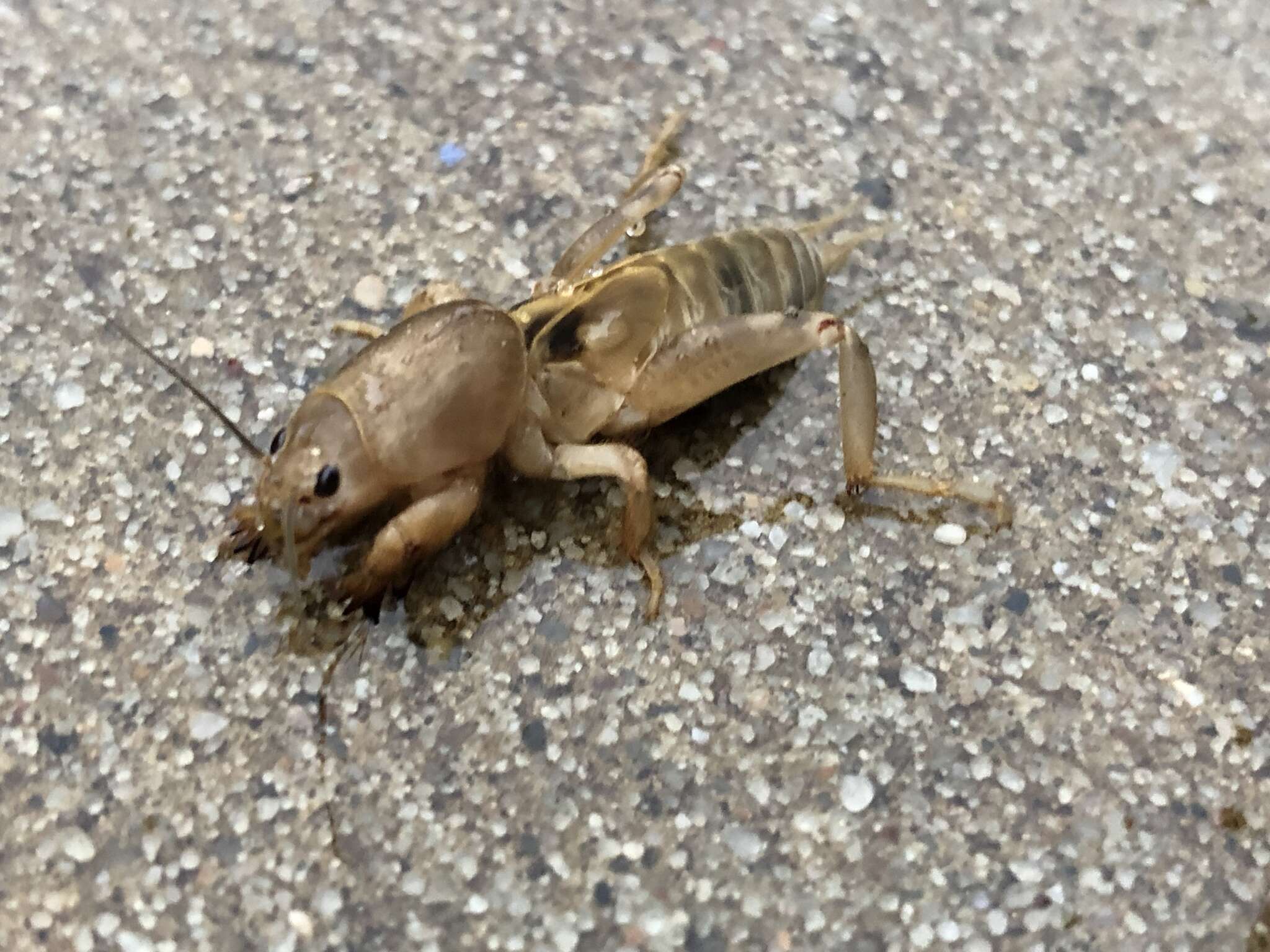 Image of Tawny Mole Cricket