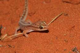 Image of Crowned Gecko