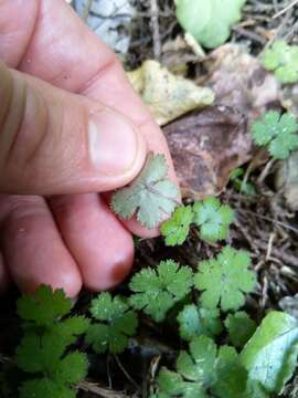 Hydrocotyle elongata A. Cunn. ex Hook. fil.的圖片