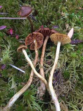 Image of Cortinarius tubarius Ammirati & A. H. Sm. 1972