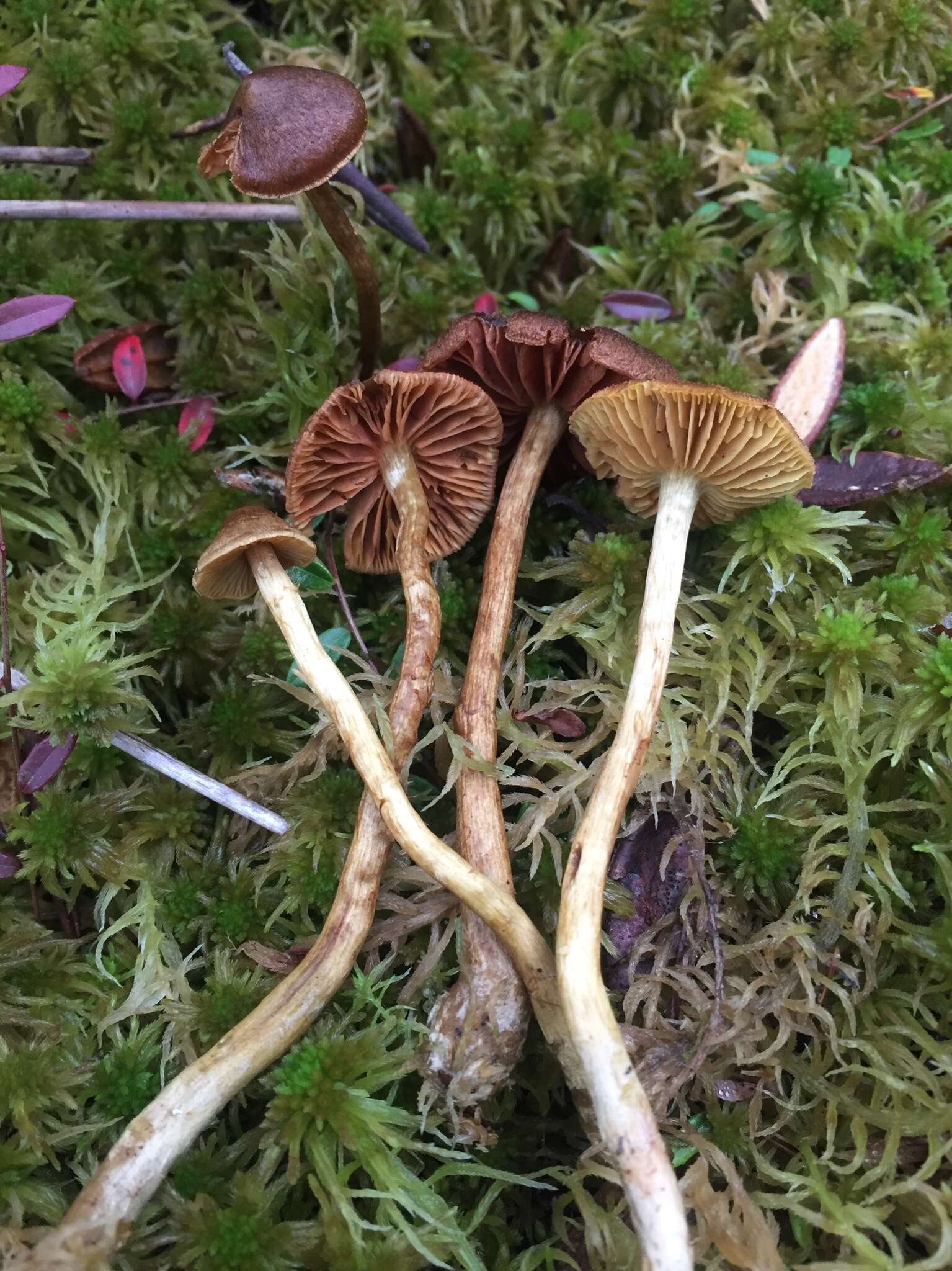 Image of Cortinarius tubarius Ammirati & A. H. Sm. 1972