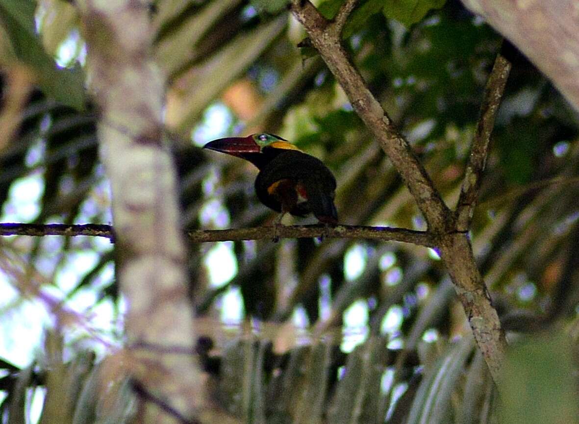 Image of Golden-collared Toucanet