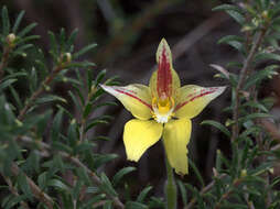 Image de Caladenia flava R. Br.