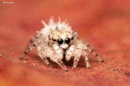 Image of Sheepy Jumping Spider