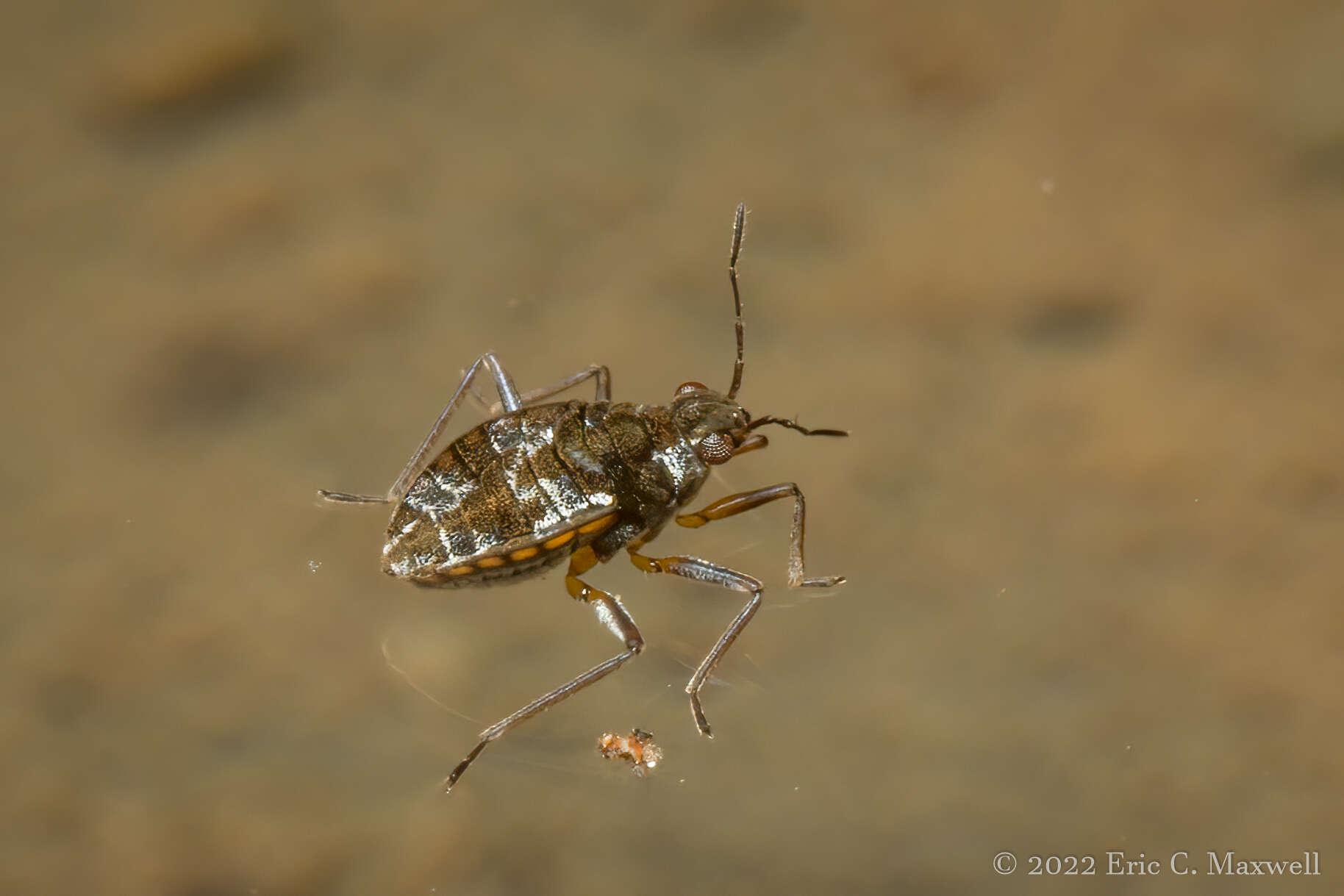 Microvelia americana (Uhler 1884) resmi