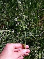 Image of white ballmustard