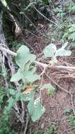 Ibervillea hypoleuca (Standl.) C. Jeffrey resmi