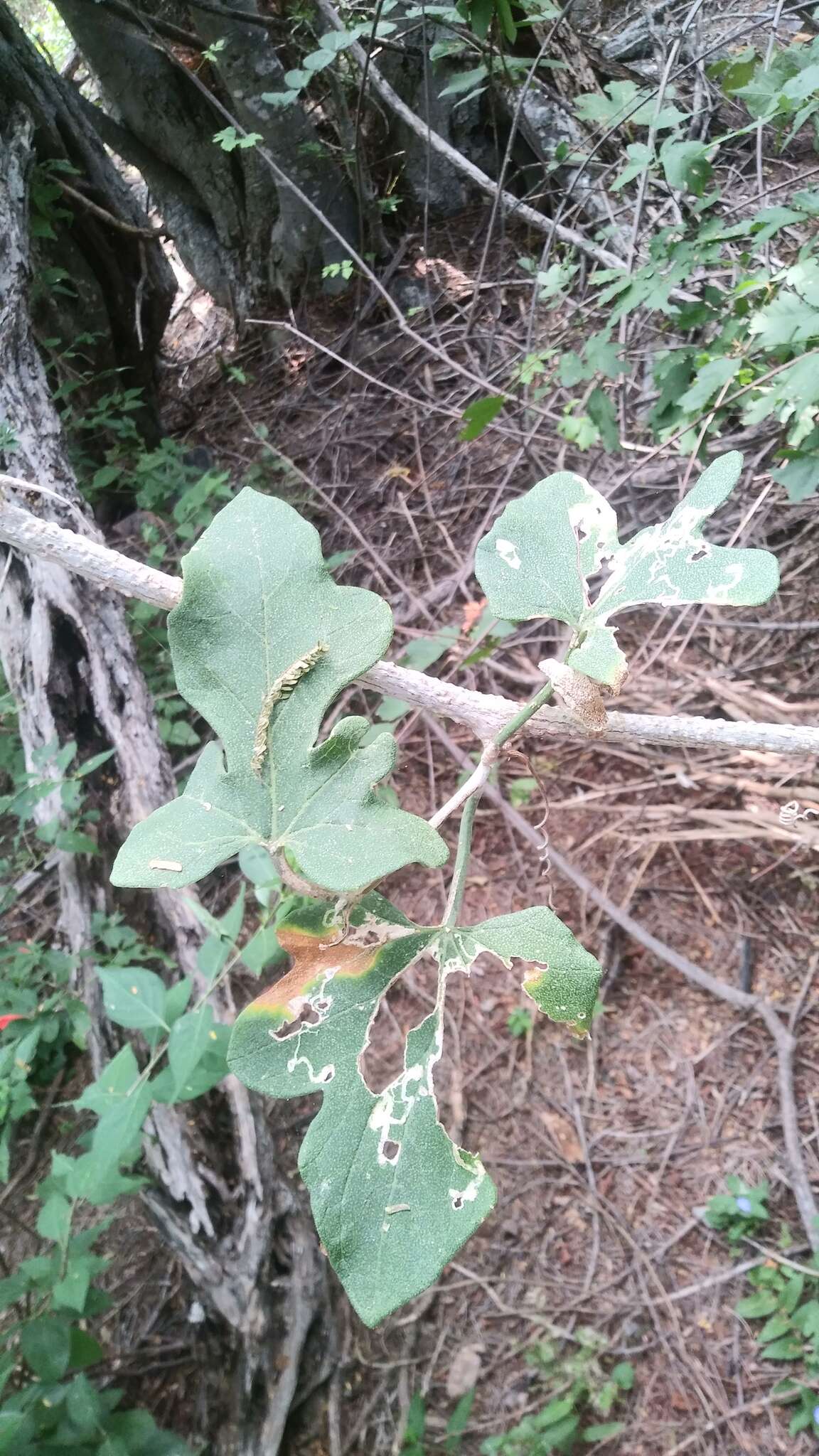 Ibervillea hypoleuca (Standl.) C. Jeffrey resmi