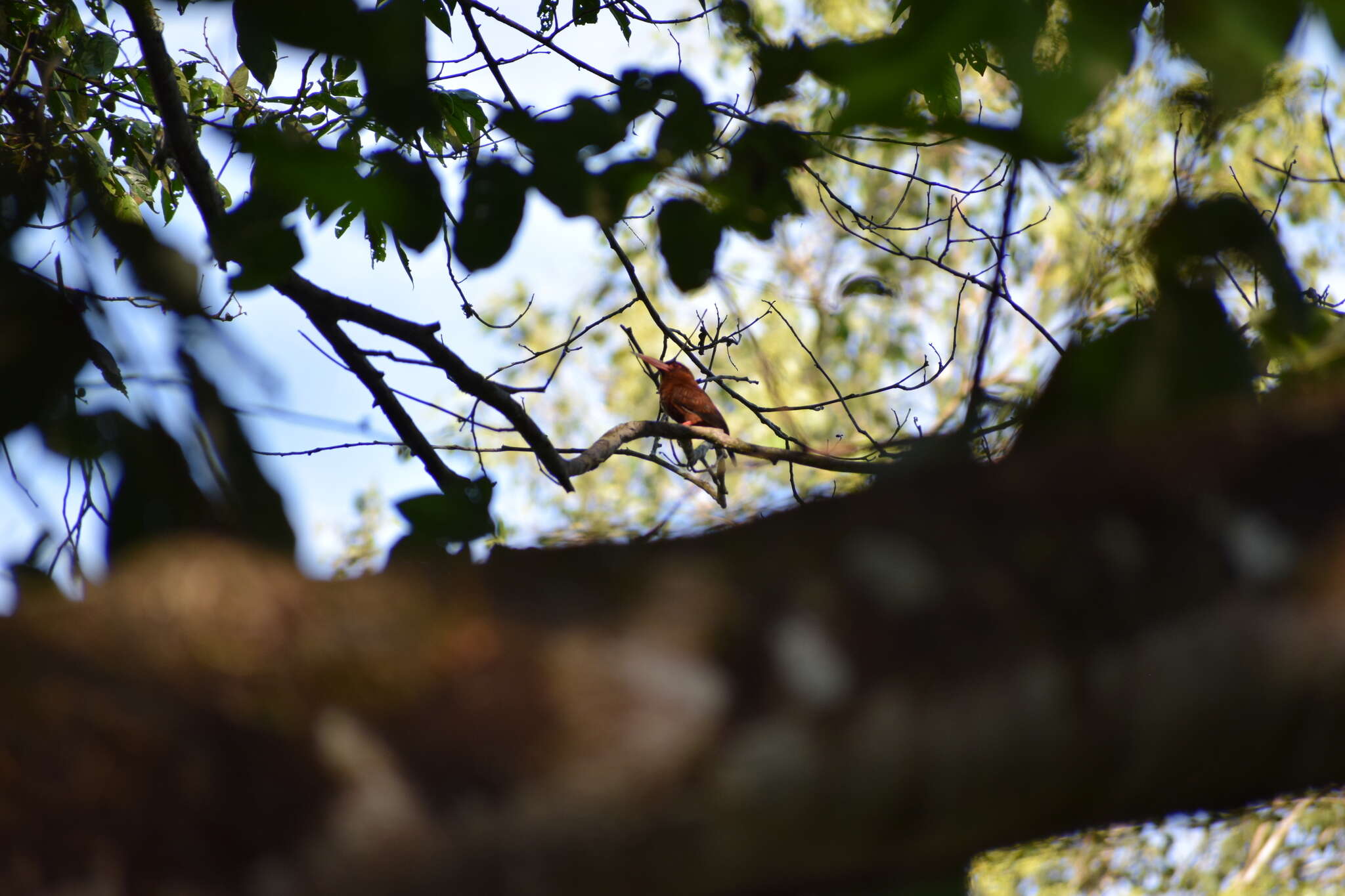 Image of Chestnut Jacamar