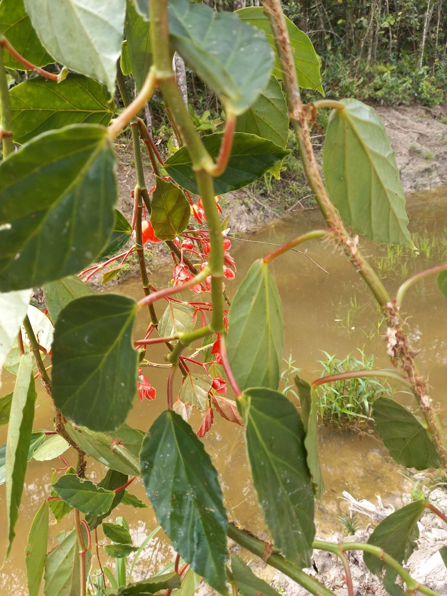 Image of Begonia radicans Vell.