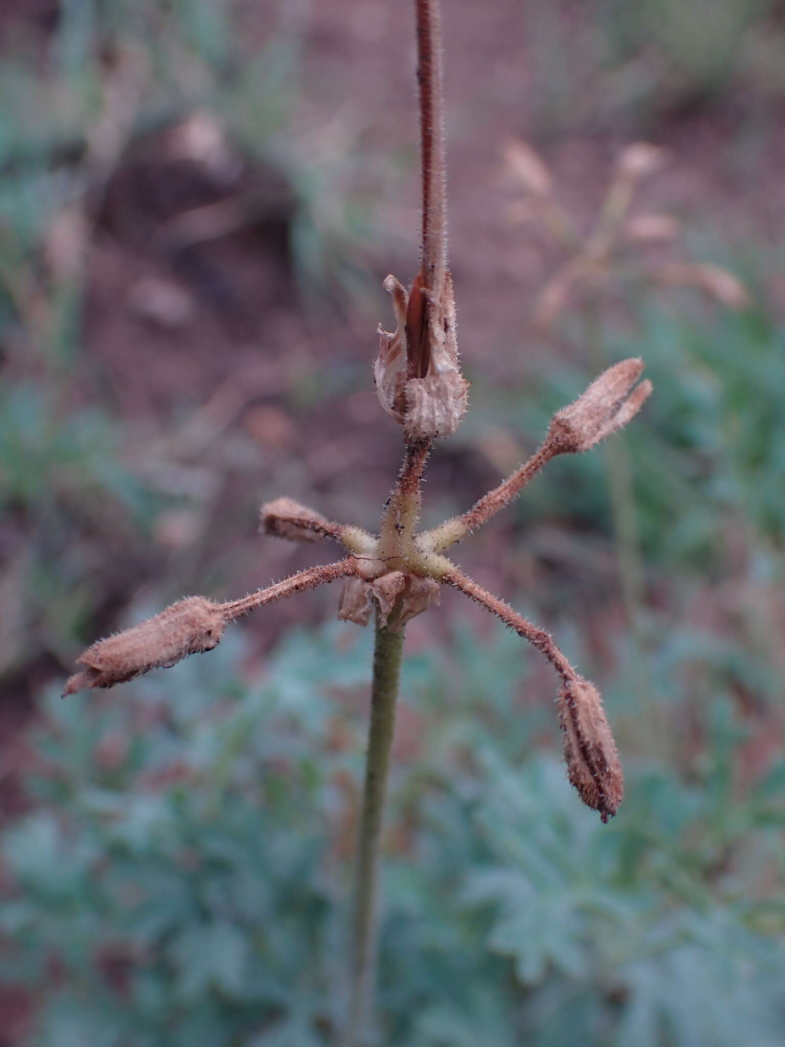 Image of Rock pelargonium