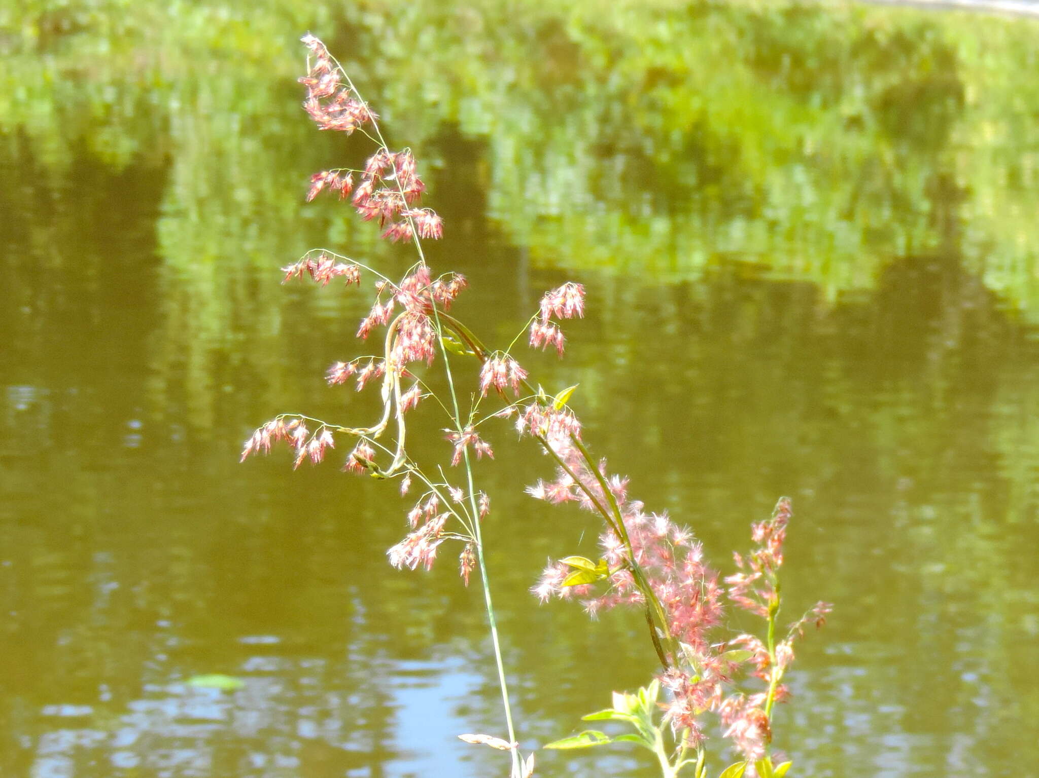 Image of Creeping Molasses Grass