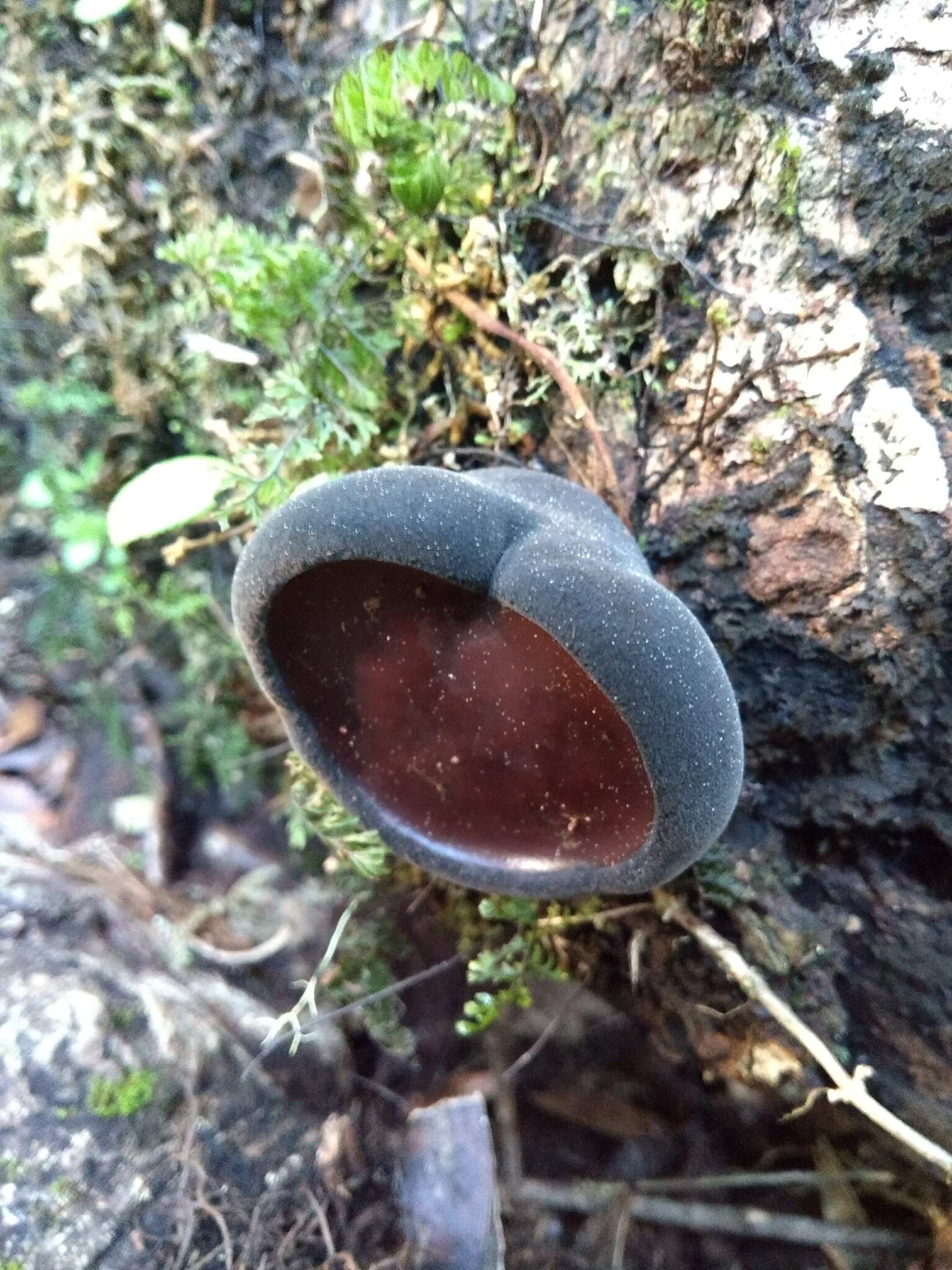 Image of Plectania chilensis (Mont.) Gamundí 1971