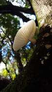 Image of Oudemansiella australis G. Stev. & G. M. Taylor 1964