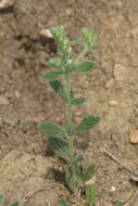 Image of Helianthemum papillare Boiss.