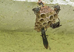 Image of Polistes aterrimus de Saussure 1853