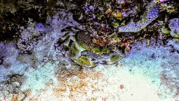 Image of batwing coral crab