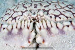 Image of ocellate box crab