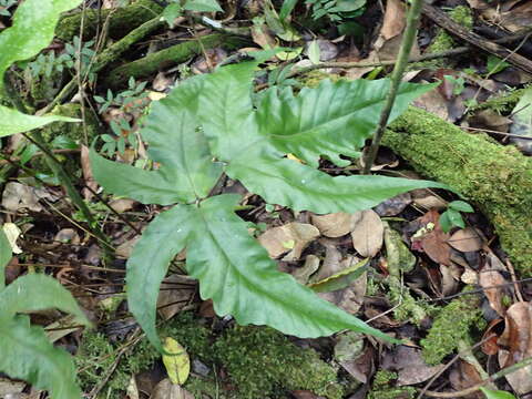 Image of Broad Halberd Fern