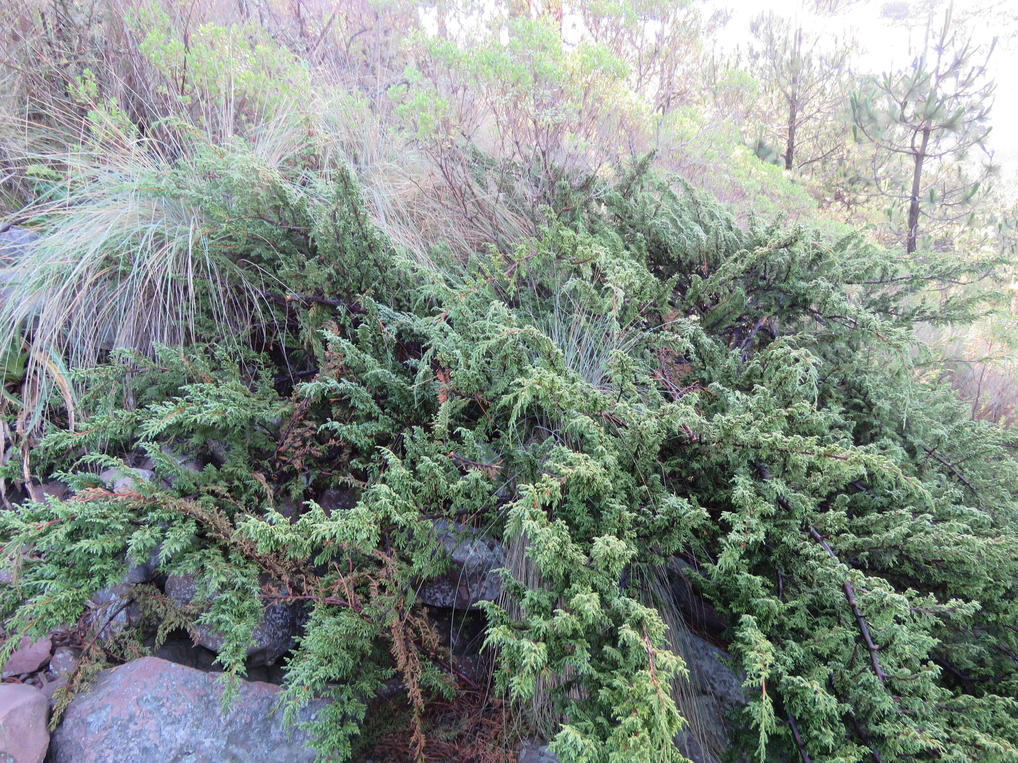 Image of Juniperus monticola subsp. compacta