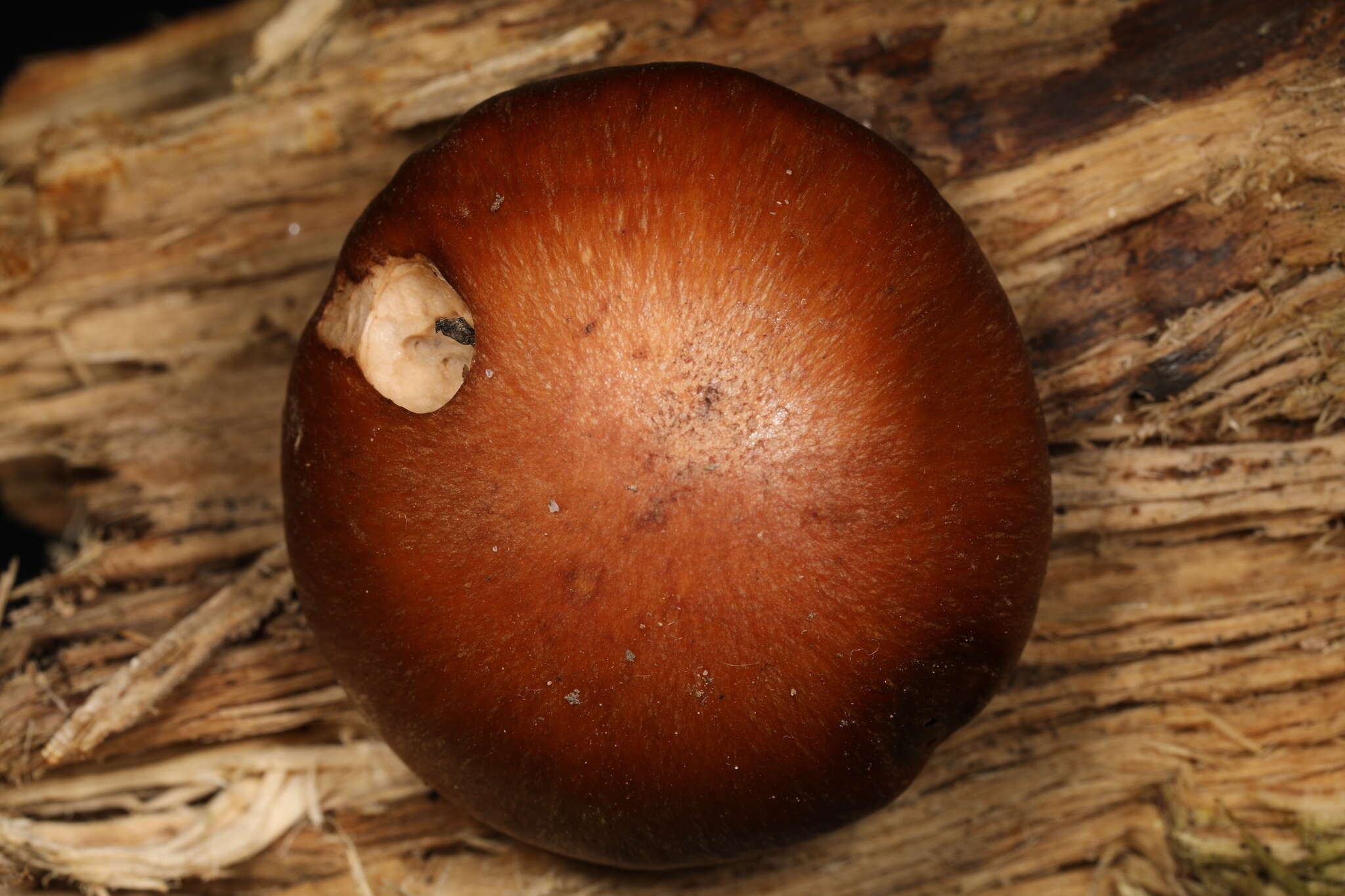 Image of Cortinarius quercophilus Y. Lamoureux, Lebeuf, A. Paul & J. Landry