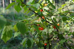 Image of Nanking cherry