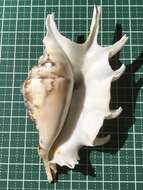 Image of spider conch